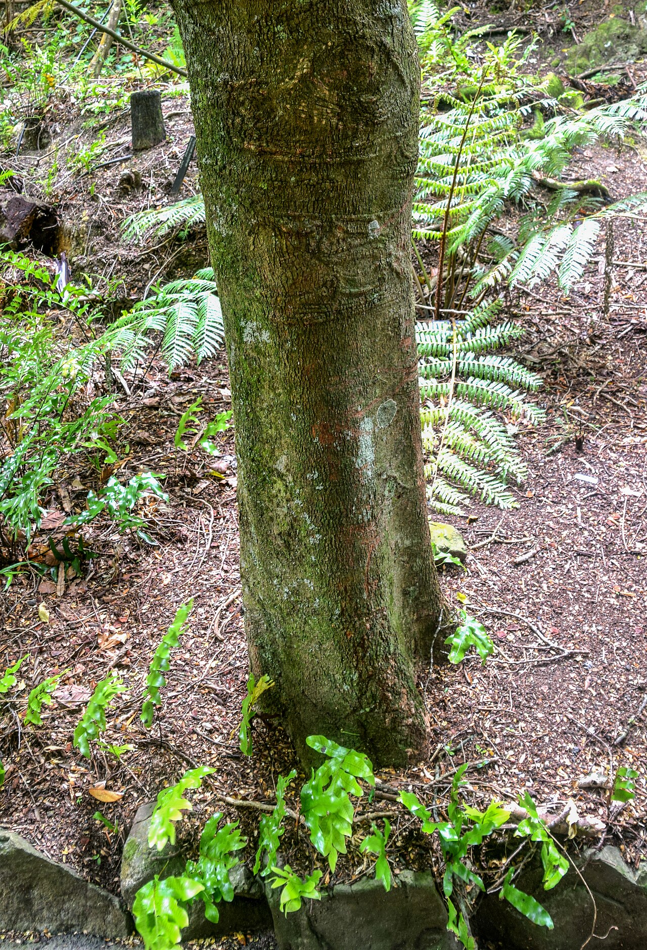 Taraire: Beilschmiedia tarairi in Wellington Botanical Garden, Wellington Region, North Island of New Zealand