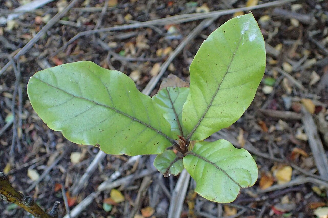 Taraire: Beilschmiedia tarairi in Dunedin Botanic Garden