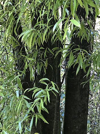 Tawa: Tawa ( Beilschmiedia tawa ) close to its southern limit at Brook Waimārama Sanctuary, Nelson, New Zealand