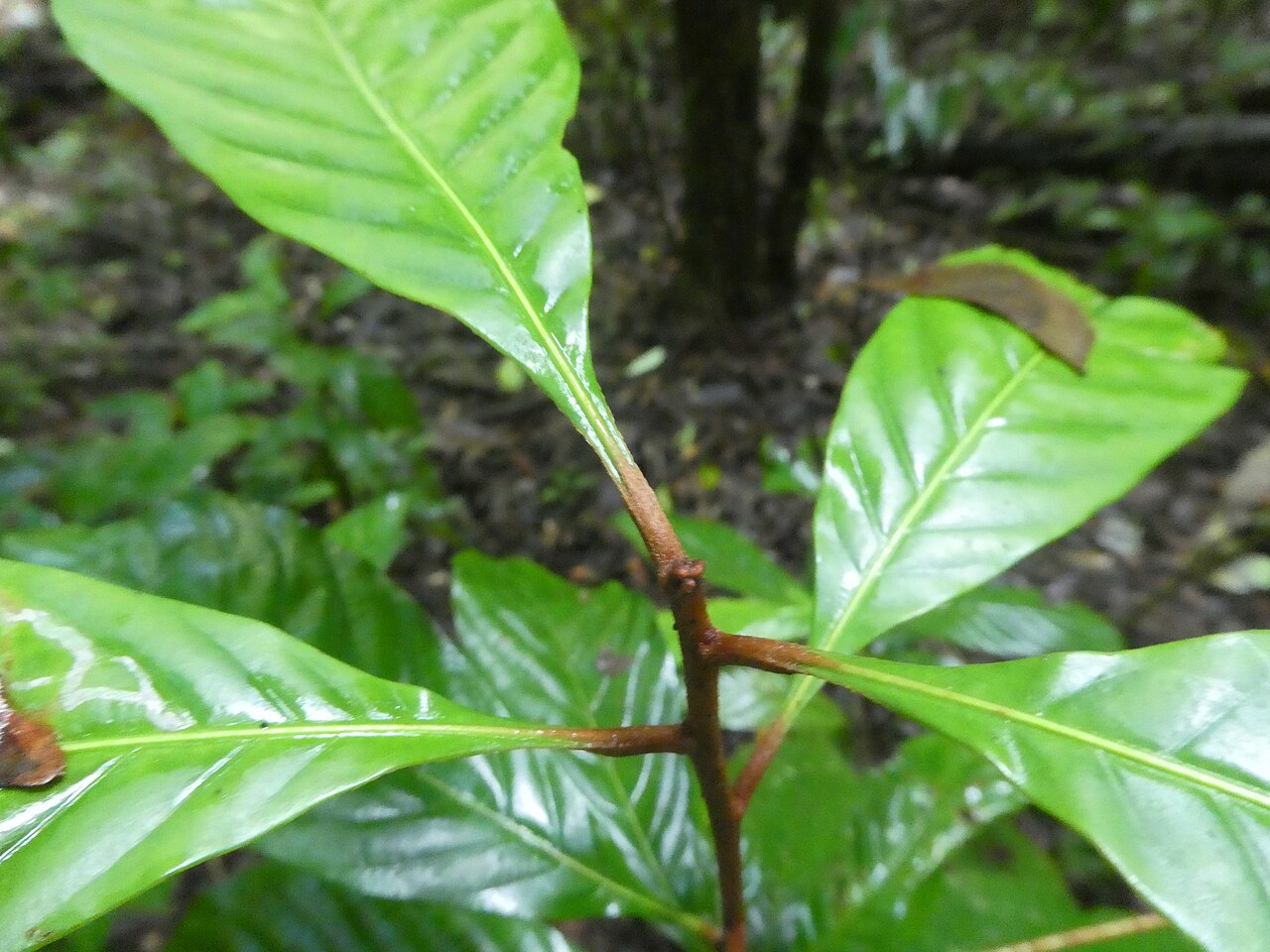 Brown walnut: Beilschmiedia tooram growing in rainforest in the Wooroonooran National Park , Queensland, April 2024