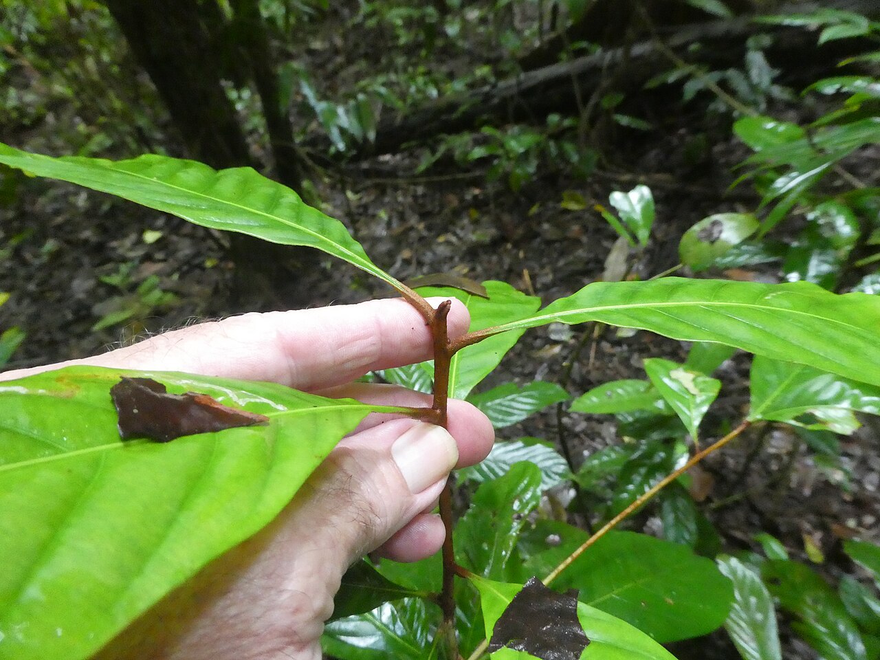 Brown walnut: Beilschmiedia tooram growing in rainforest in the Wooroonooran National Park , Queensland, April 2024