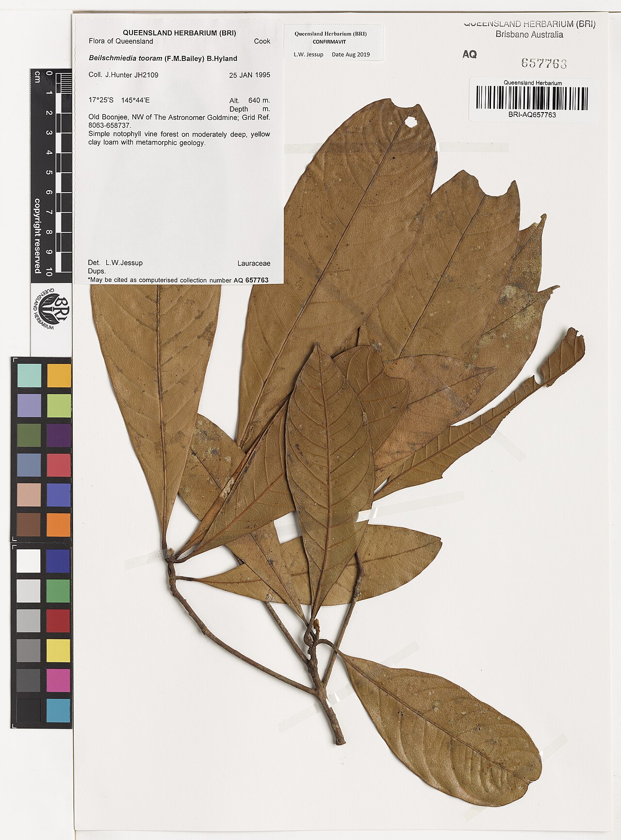 Brown walnut: Beilschmiedia tooram herbarium specimen, collected in 1995 by J.Hunter from Boonjee, Queensland