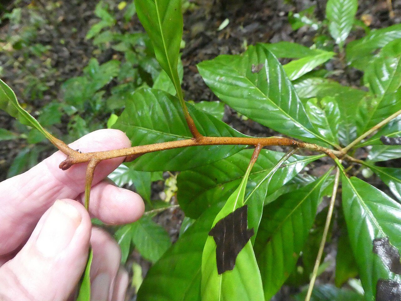 Brown walnut: Beilschmiedia tooram growing in rainforest in the Wooroonooran National Park , Queensland, April 2024