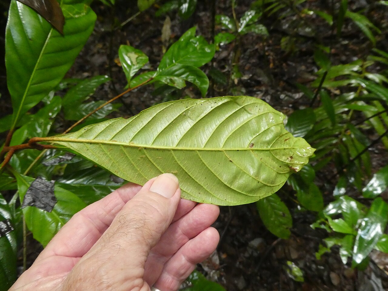 Brown walnut: Beilschmiedia tooram growing in rainforest in the Wooroonooran National Park , Queensland, April 2024