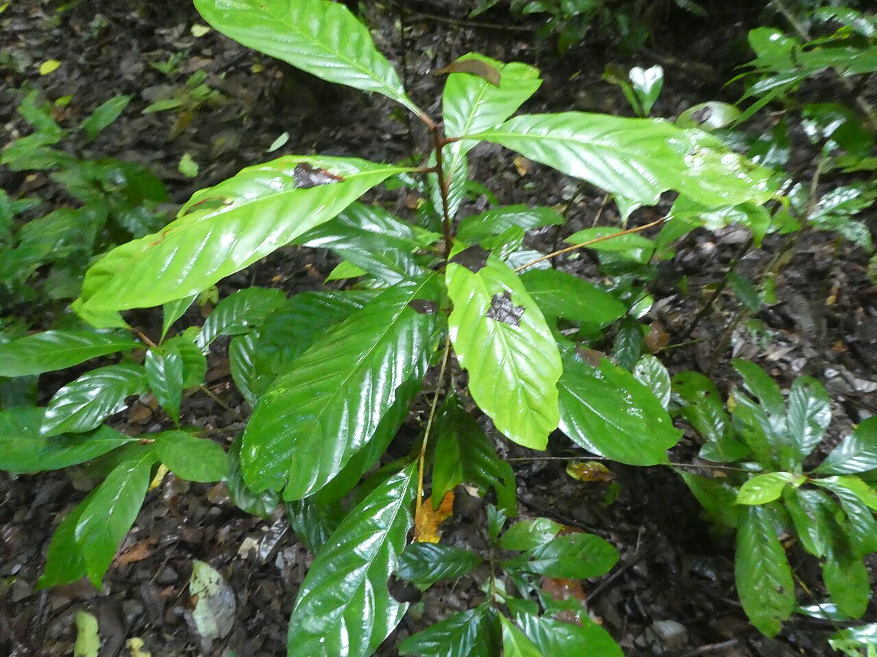 Brown walnut: Beilschmiedia tooram growing in rainforest in the Wooroonooran National Park , Queensland, April 2024