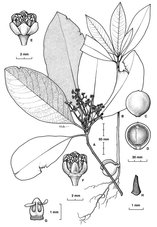 Beilschmiedia volckii: Beilschmiedia volckii botanical sketch
