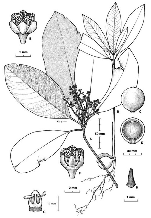 Beilschmiedia volckii: Beilschmiedia volckii botanical sketch