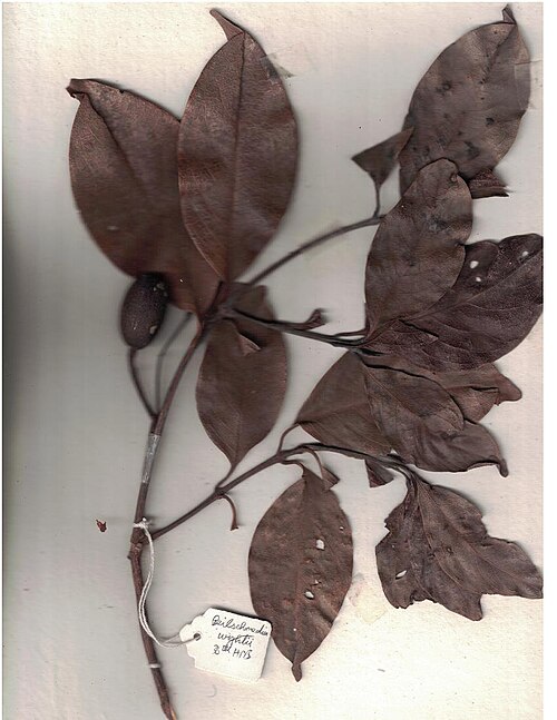 Beilschmiedia wightii: Herbarium scans from 36th HPB, Anamalai Hills