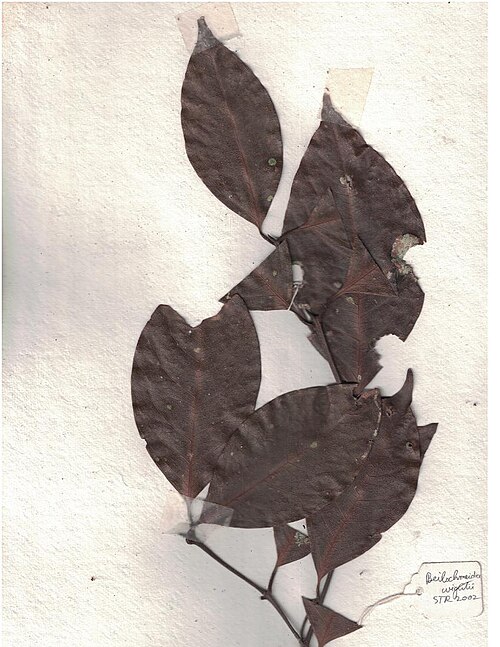 Beilschmiedia wightii: Herbarium scans from KMTR