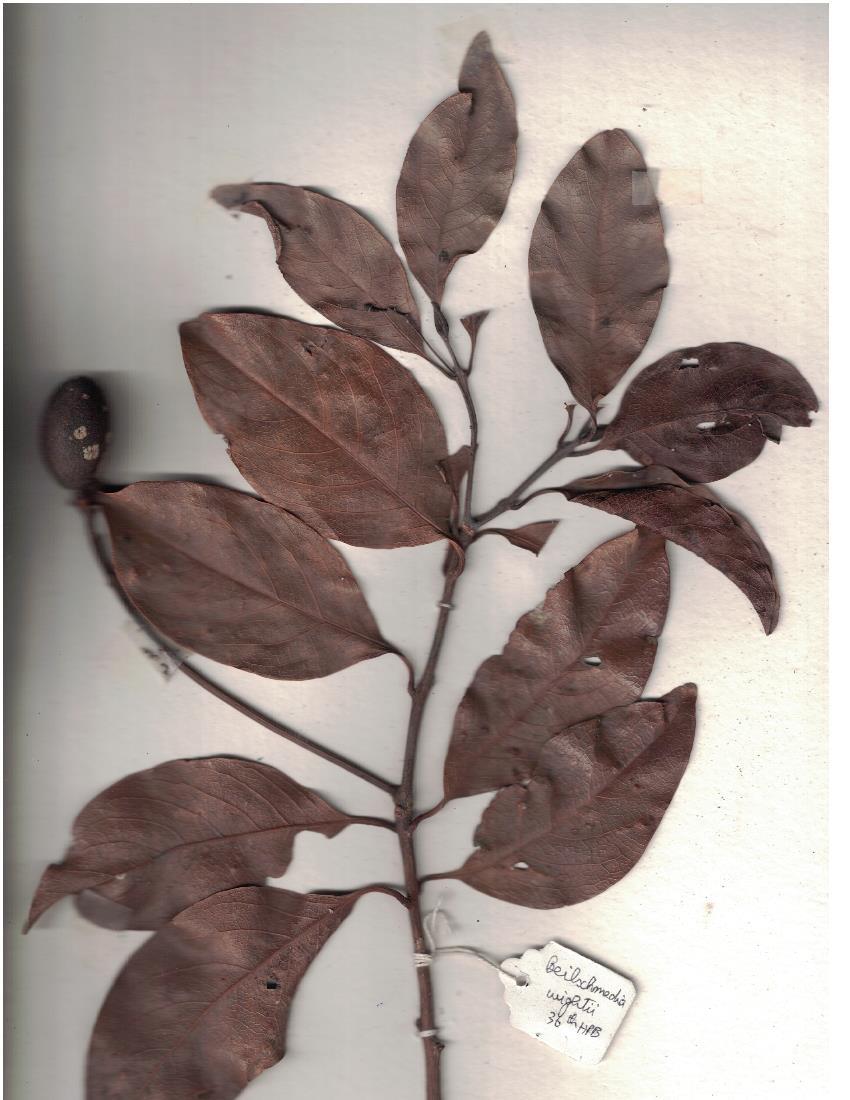 Beilschmiedia wightii: Herbarium scans from 36th HPB, Anamalai Hills