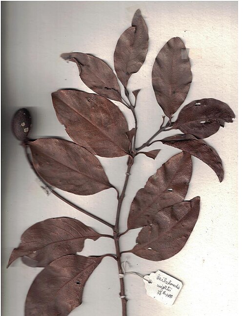 Beilschmiedia wightii: Herbarium scans from 36th HPB, Anamalai Hills