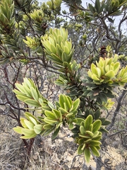 Bejaria aestuans (Bejaria aestuans)