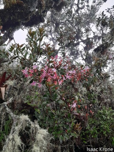 Bejaria aestuans (Bejaria aestuans)
