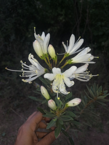 Bejaria aestuans (Bejaria aestuans)