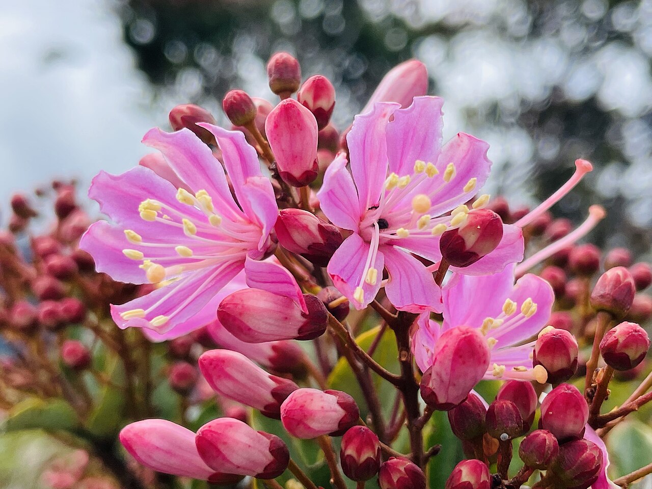 Bejaria aestuans: Bejaria aestuans in Ecuador
