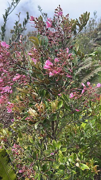 Bejaria aestuans: Bejaria aestuans in Peru