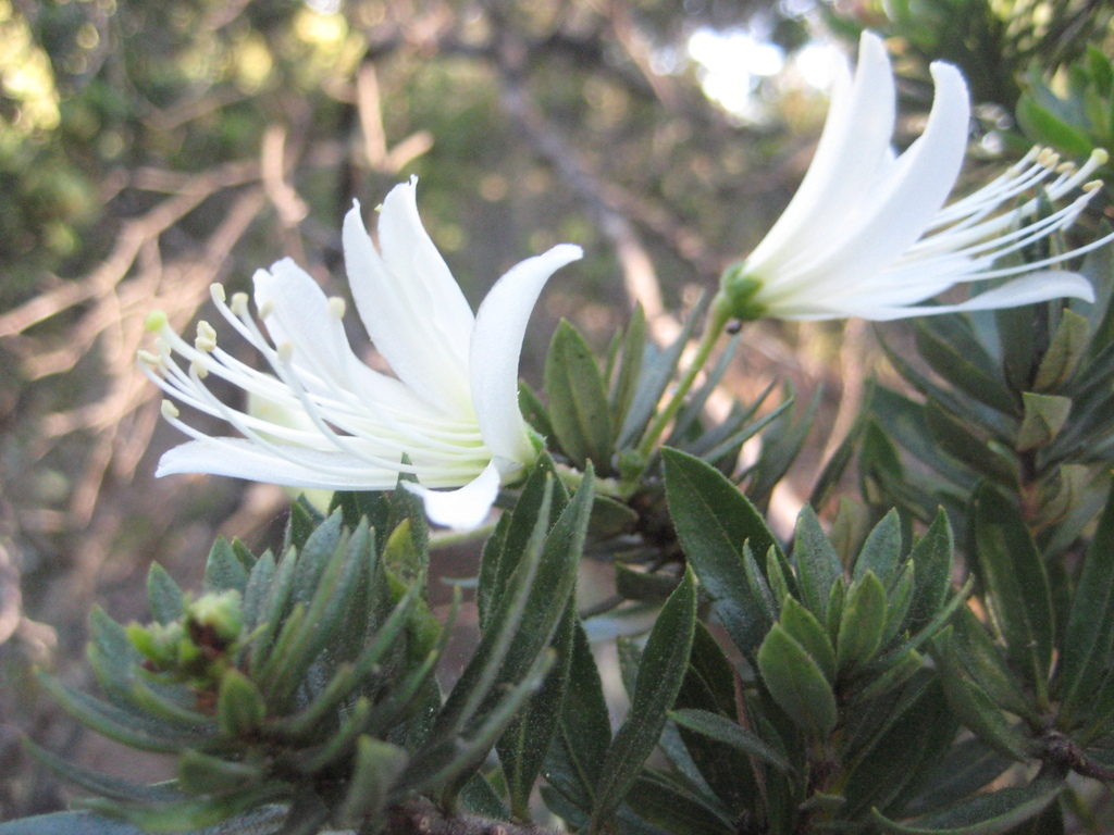 Bejaria aestuans (Bejaria aestuans)