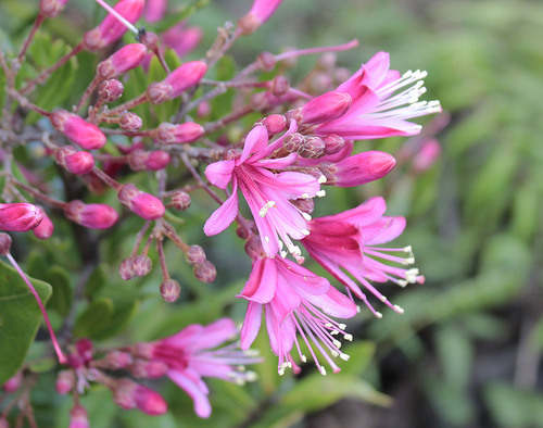 Bejaria aestuans (Bejaria aestuans)