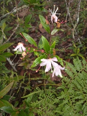 Bejaria aestuans (Bejaria aestuans)