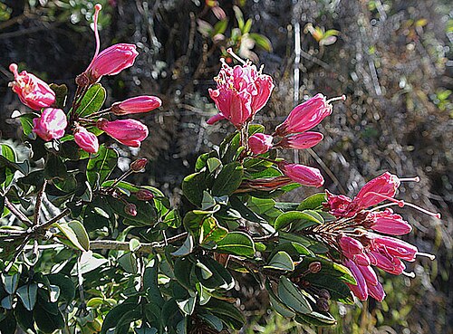Bejaria aestuans: Reported from highlands ranging Mexico to Bolivia, under names such as Payama. Photo from Sta. Marta Range, northeastern Colombia. In context at www.dixpix.ca/m