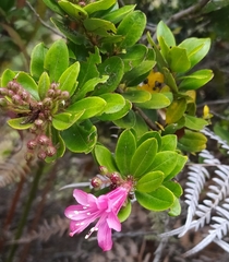 Bejaria aestuans (Bejaria aestuans)