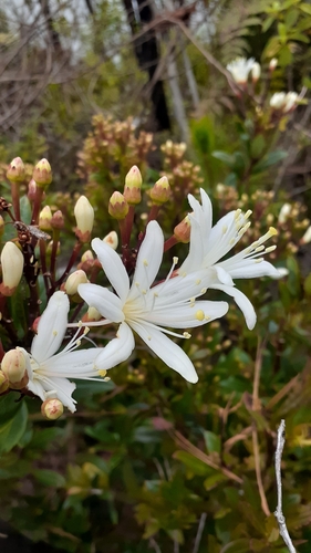 Bejaria aestuans (Bejaria aestuans)