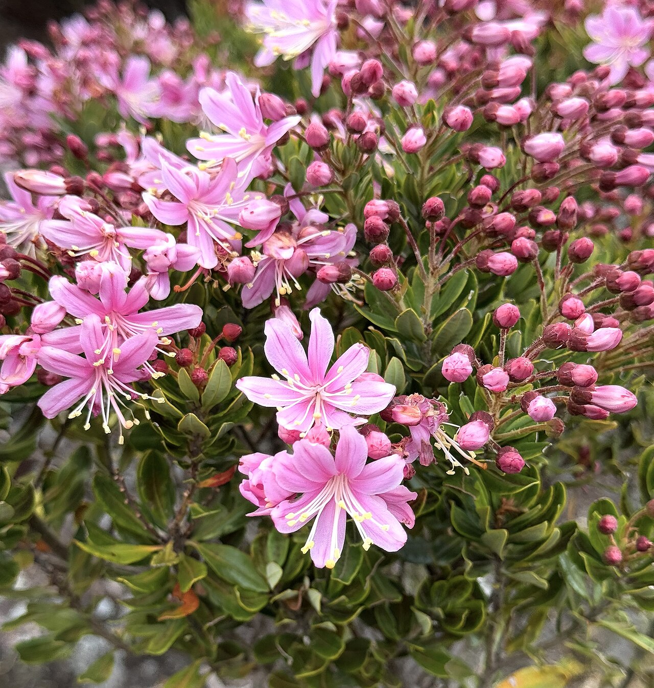 Bejaria aestuans: Bejaria aestuans in Colombia