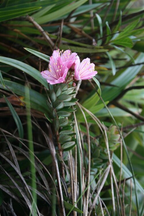Bejaria imthurnii: Bejaria imthurnii of mount Roraima, Venezuela