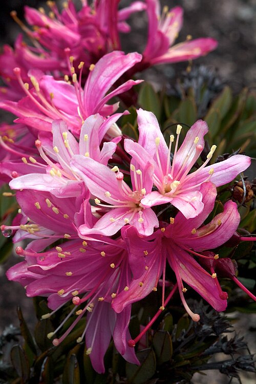 Bejaria imthurnii: Endemic Pink Flowers in Mt. Roraima, Venezuela