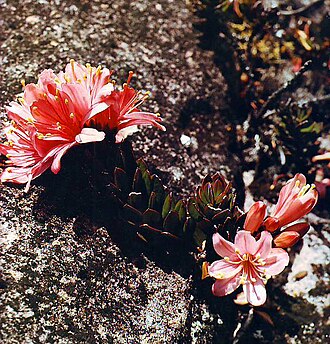 Bejaria imthurnii: Flora de Venezuela