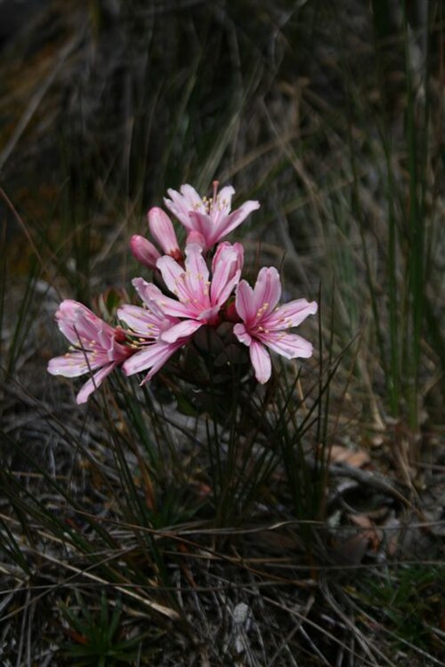 Bejaria imthurnii: Bejaria imthurnii of mount Roraima, Venezuela