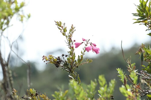 Bejaria infundibula (Bejaria infundibula)