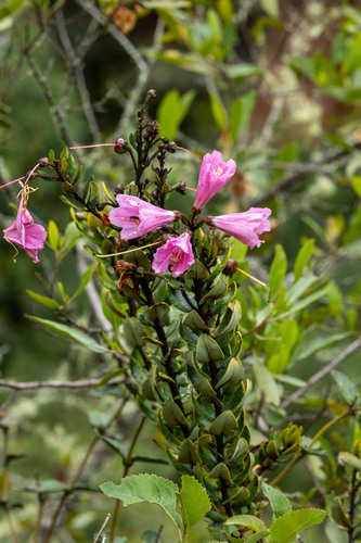 Bejaria infundibula (Bejaria infundibula)