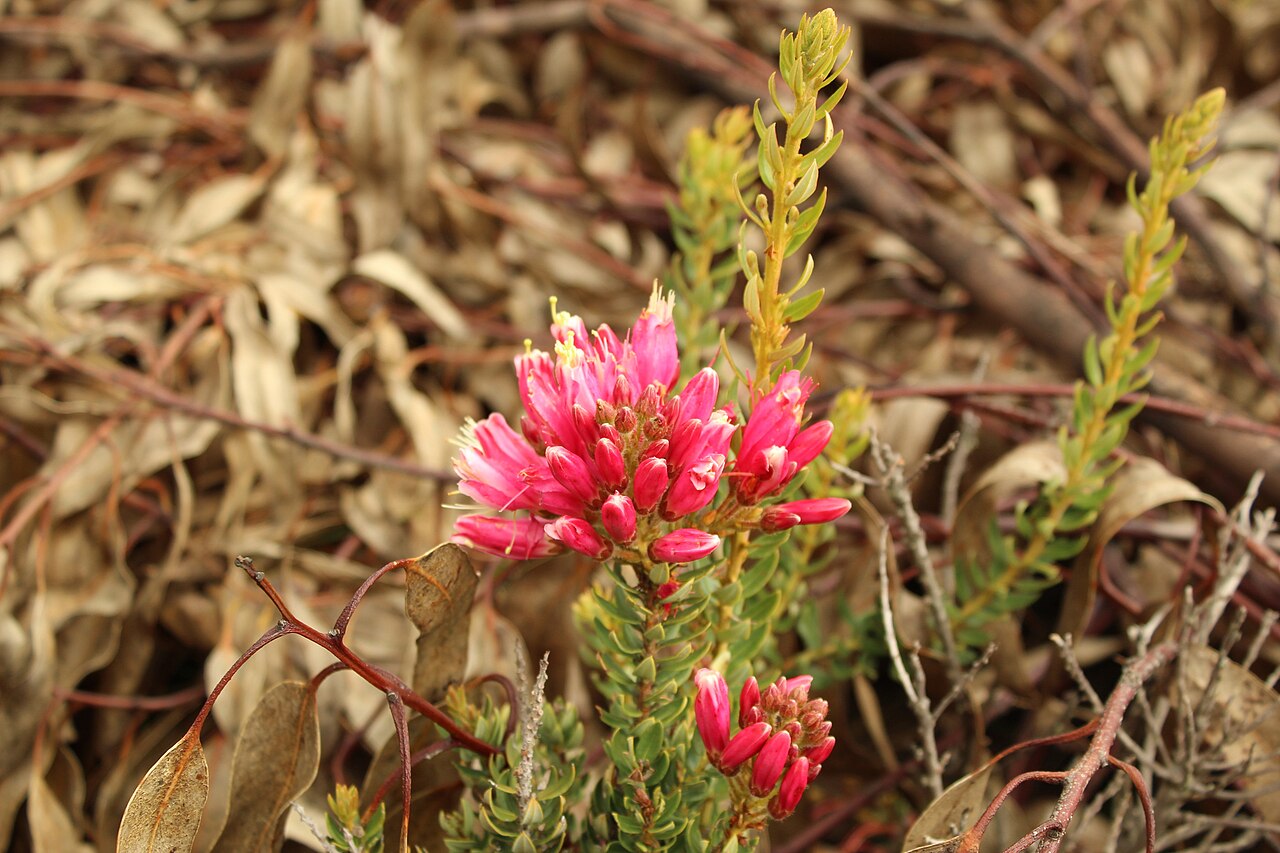 Bejaria mathewsii: Bejaria mathewsii.. Species of plant.