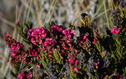 Bejaria nana (Bejaria nana)