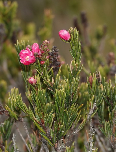 Bejaria nana (Bejaria nana)