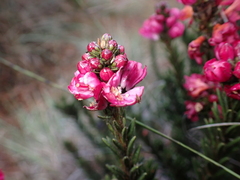 Bejaria nana (Bejaria nana)