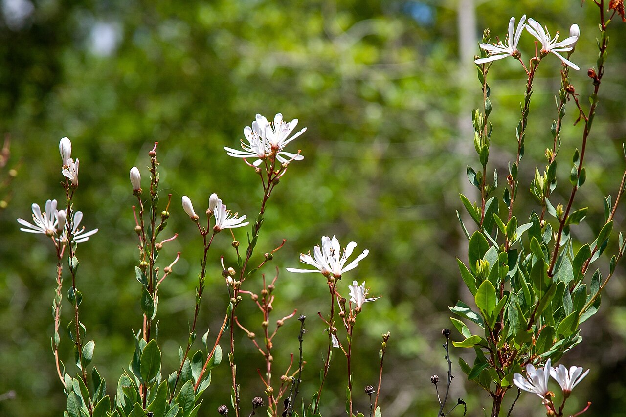 Flyweed: Bejaria racemosa, Lakeland, FL 33809, USA, 2025-06-14 (iNaturalist).