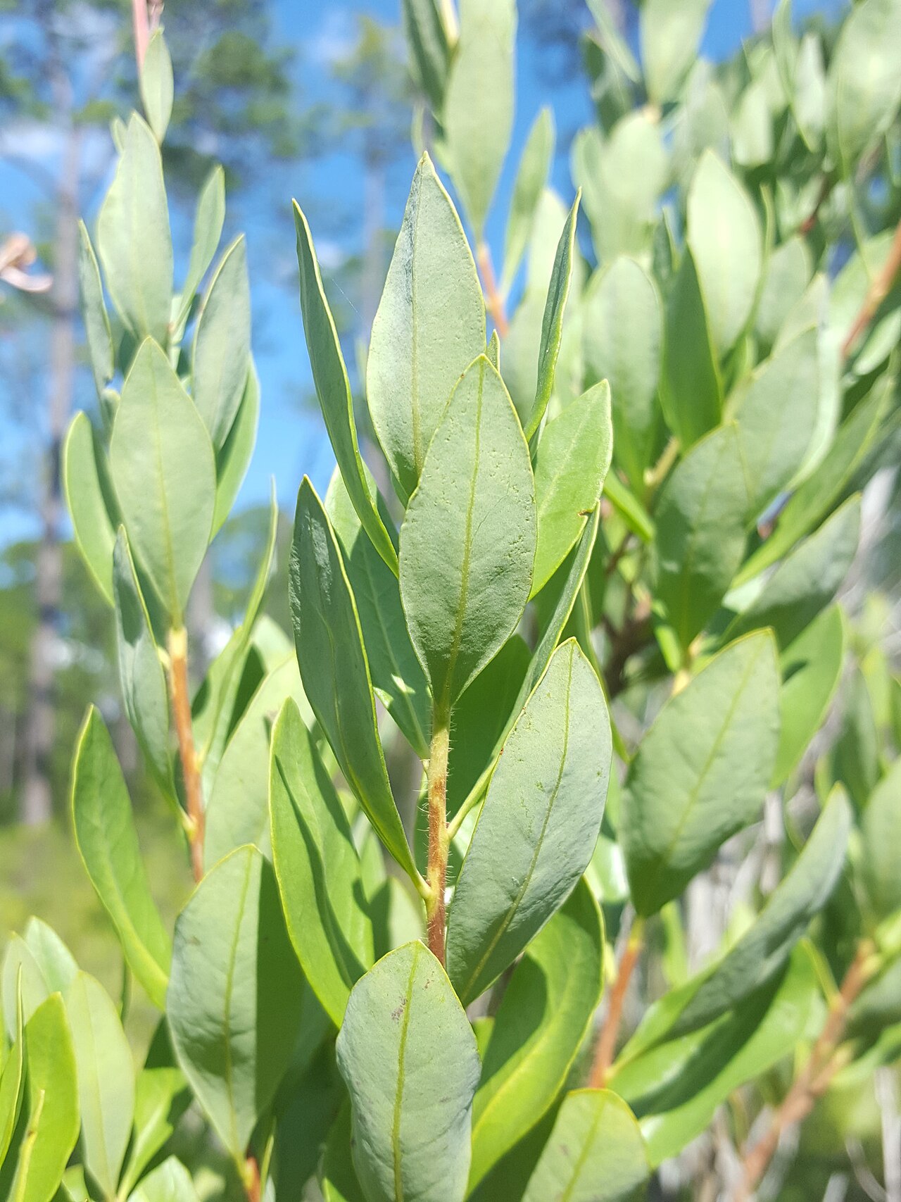 Flyweed: Tarflower ( Bejaria racemosa ) in the United States