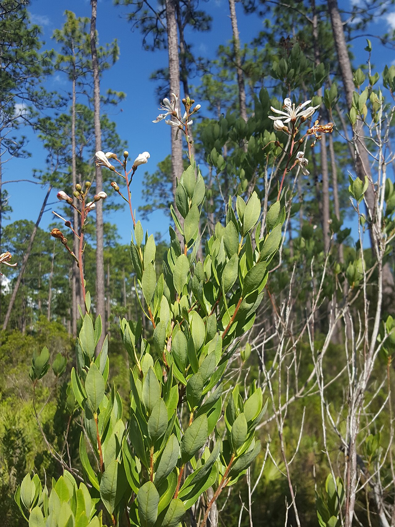 Flyweed: Tarflower ( Bejaria racemosa ) in the United States