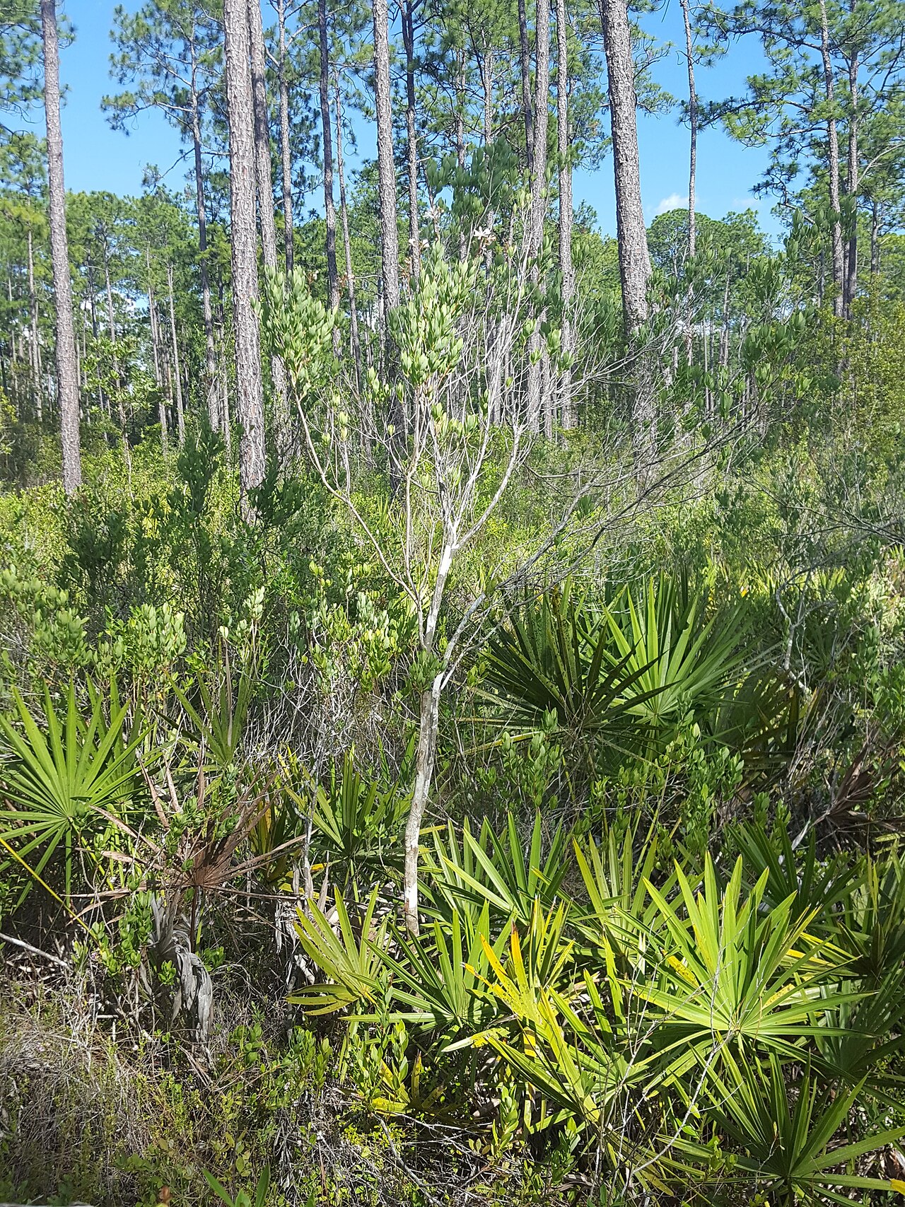 Flyweed: Tarflower ( Bejaria racemosa ) in the United States