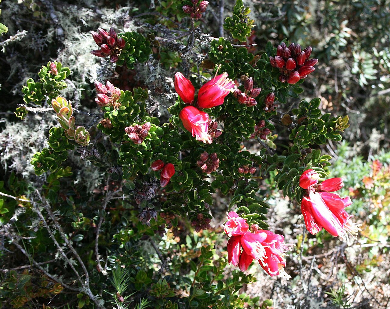 Bejaria resinosa: Bejaria resinosa , Heidekrautgewächse (Ericaceae) – Kolumbien/Colombia: Dpto. Cundinamarca, Rand des Parque Nacional Natural Chingaza, ca. 10,5 km SSE Guasca, c