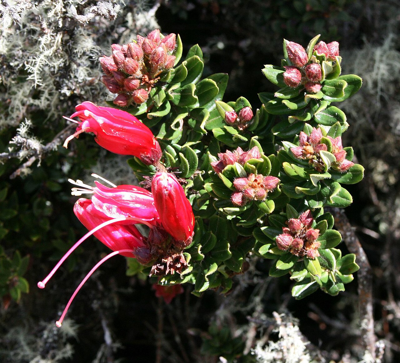 Bejaria resinosa: Bejaria resinosa , Heidekrautgewächse (Ericaceae) – Kolumbien/Colombia: Dpto. Cundinamarca, Rand des Parque Nacional Natural Chingaza, ca. 10,5 km SSE Guasca, c
