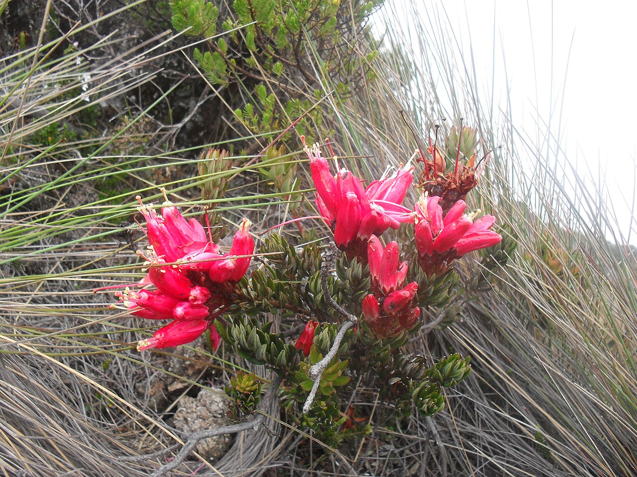 Bejaria resinosa: Befaria Resinosa - known as Pegamosco, or Carbonero., medical plant, paramo ecosystem