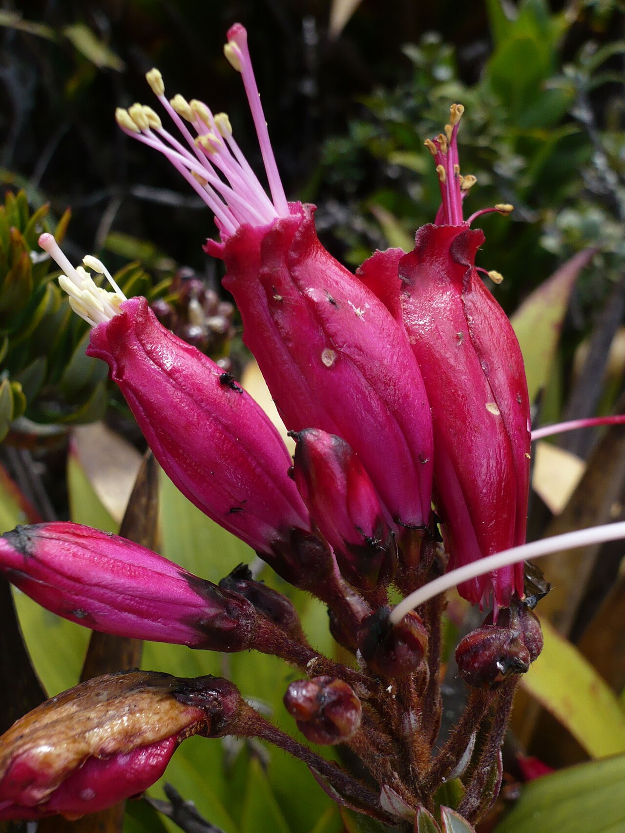 Bejaria resinosa: Cajanuma, Ecuador Picture from Ingeborg