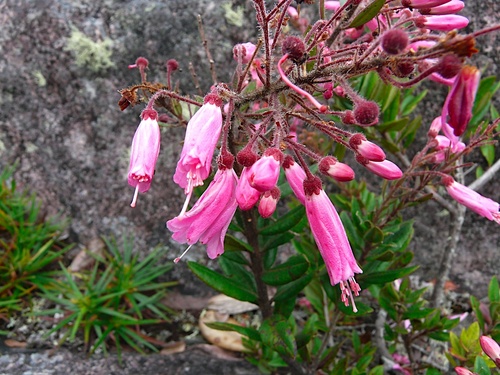 Bejaria sprucei (Bejaria sprucei)