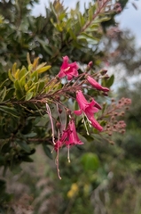 Bejaria sprucei (Bejaria sprucei)