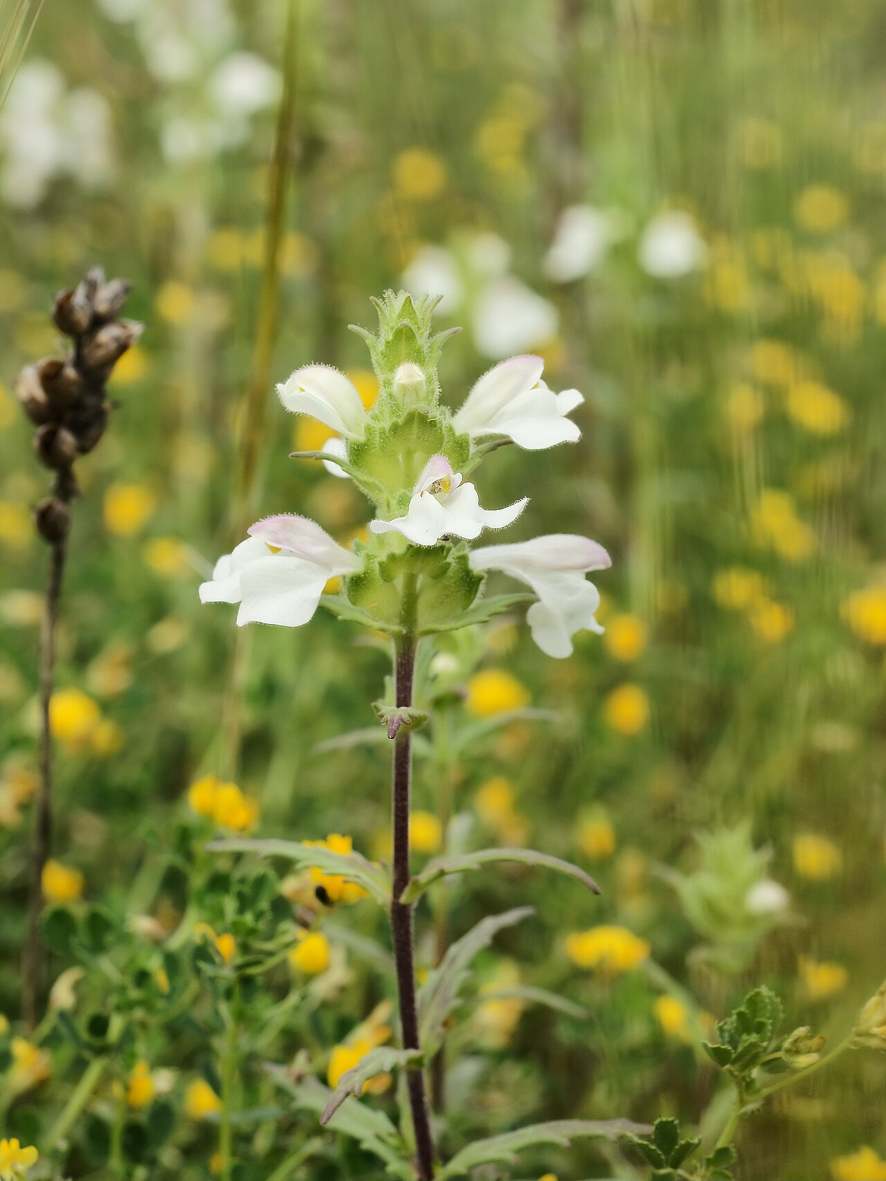 Mediterranean lineseed: Hemiparasite on Poaceae, close to Torregrande, Sardinia, Italy