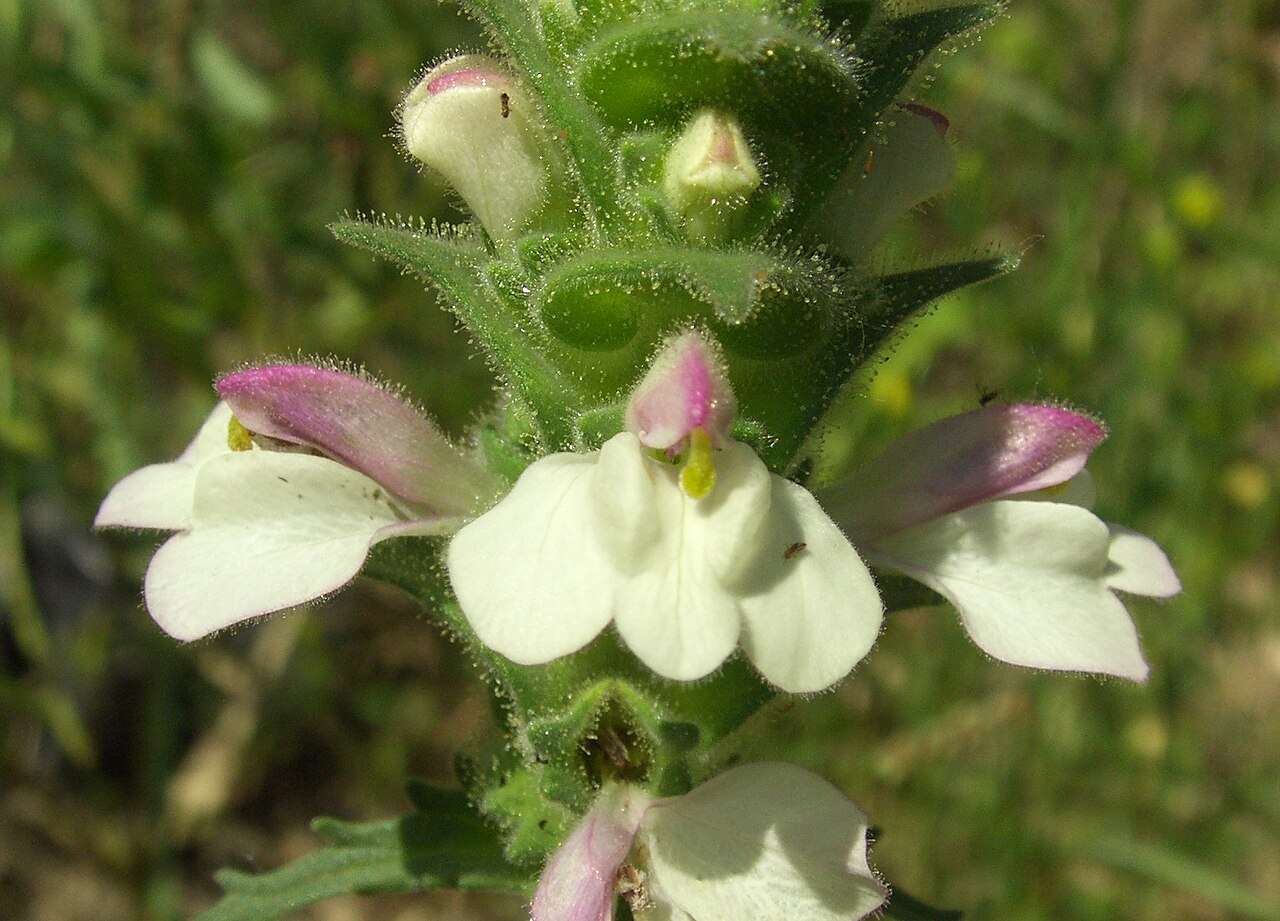 Mediterranean lineseed: Flowers of Mediterranean lineseed (Bartsia trixago). Çukurova University Campus, Adana - Turkey.