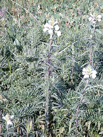 Mediterranean lineseed: Species Bellardia trixago Familia Orobanchaceae